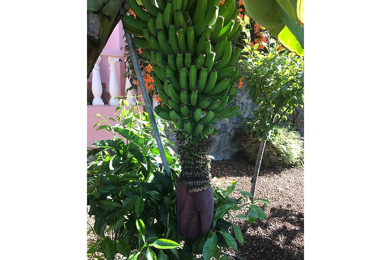 Bananenpalmen im Obstgarten