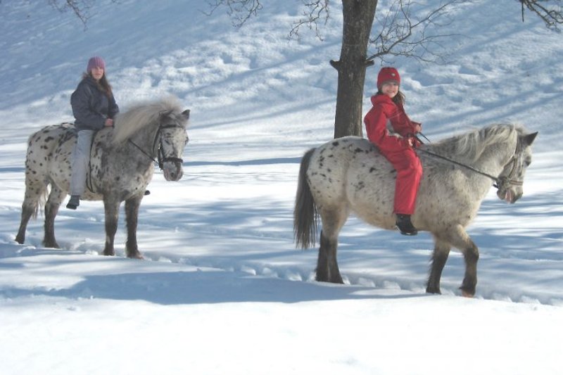 Pony Riding Holiday Home Höllwart
