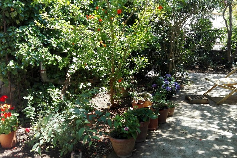 Garten ist sehr grün und schattig mit Oliven, Oleander, Granatäpfel und Feigen bewachsen