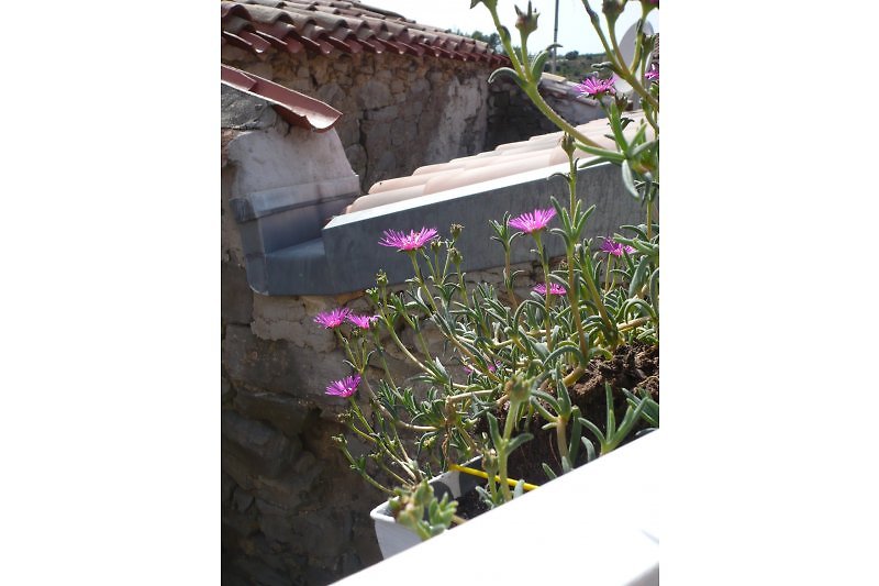 Pflanze Dachterrasse