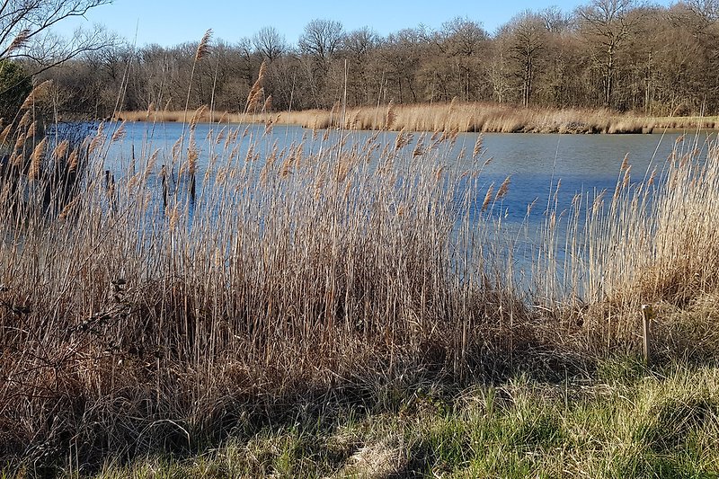 Pond nearby with many ducks and bird species