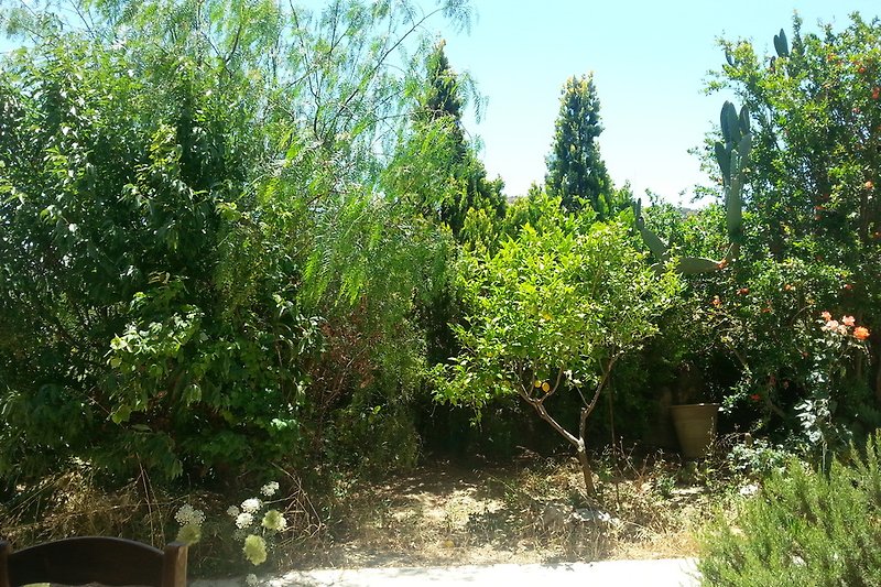 kretischer Garten