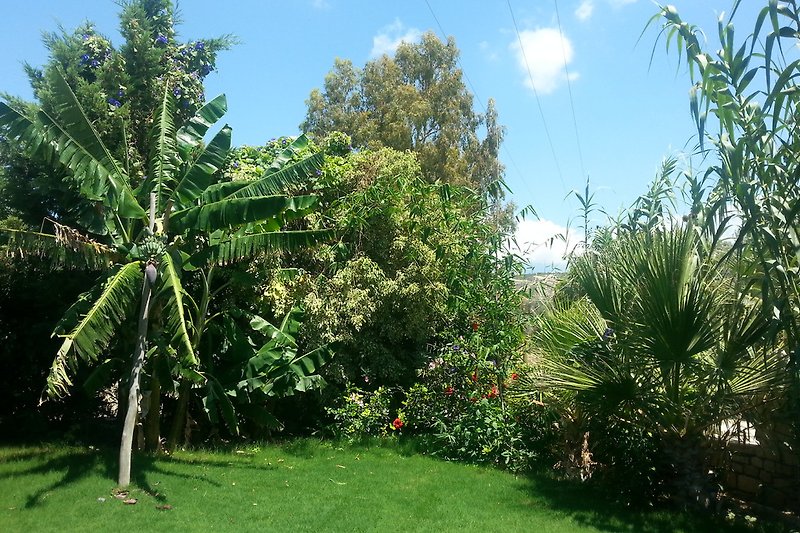 Garten mit Bananenstaude