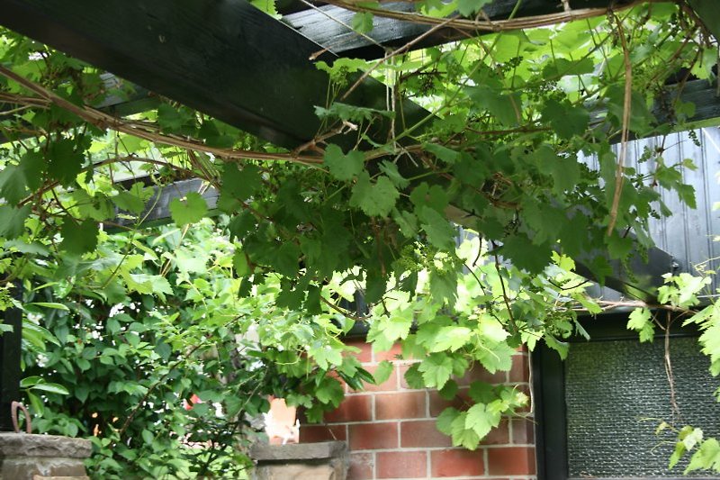 Feigenbaum und Wein am Gartenhaus