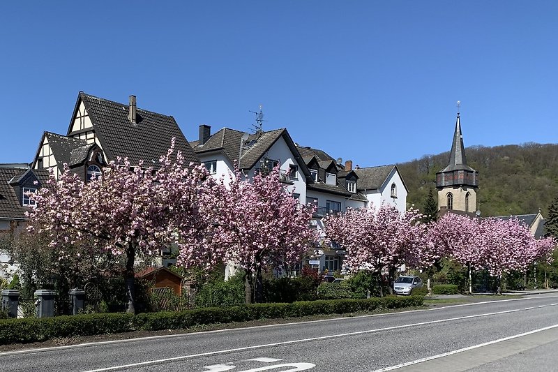 Kirschblüte an der Rheinpromenade Oberwinter