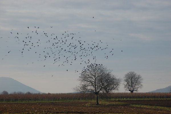 Ferienhaus Altes Weingut in Landau - Firma Weingut, Frau H. Gröbert