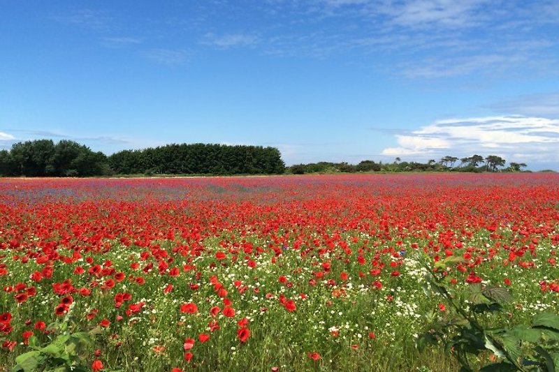 Poppy field in early summer