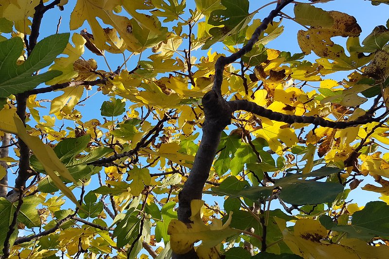 Unser Feigenbaum im Herbst.
