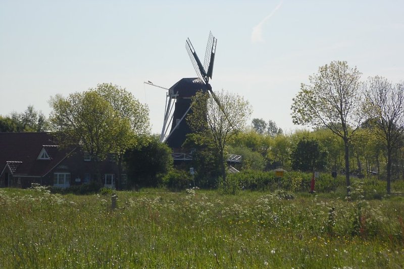 Blick zur Windmühle vom Haus aus
