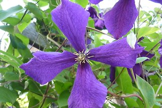 A. Teufer A. Teufer