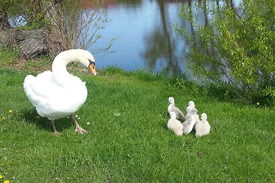 Landhaus am Teich Ferienhaus türkis
