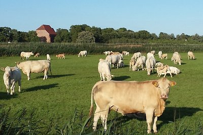 Landhuis aan de vijver FeWo groen