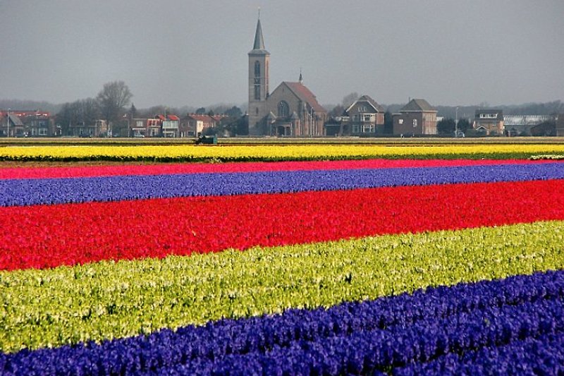 Champs de tulipes à 3km de distance