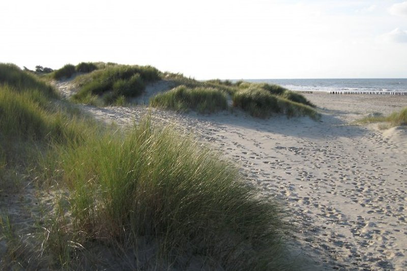 the dunes of Nieuwvliet