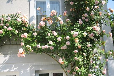 Komfort-Ferienwohnung Zehlendorf !!