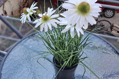 LOTUS Apartman mit aufgestelltem Pool