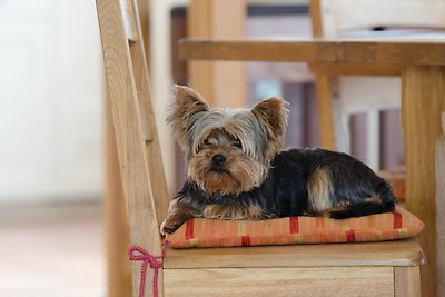 Ferienhaus Akita für Hundefreunde