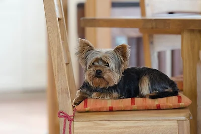 Ferienhaus Akita für Hundefreunde