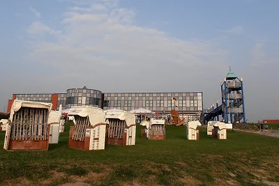 Zeesterren