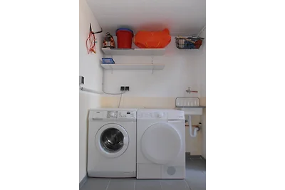 Zeesterren