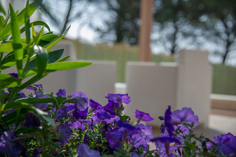 Villa Micol - Violet flowers