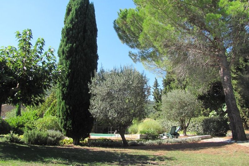 Zeder und Olivenbäume