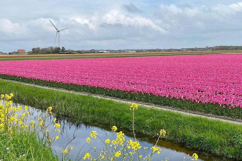 Schöne ländliche Landschaft mit Windmühle, Blumen und Fahrrad. Perfekt für Naturliebhaber.