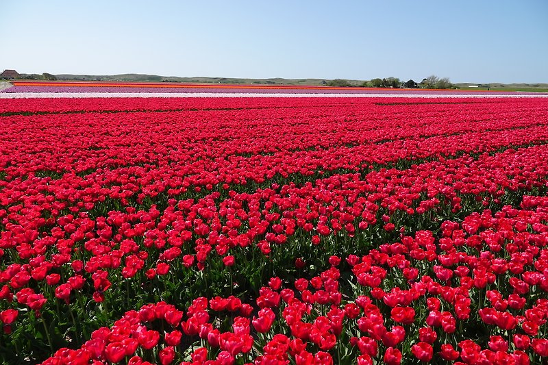 Malerisches Blumenfeld mit roten Mohnblumen und grüner Landschaft.