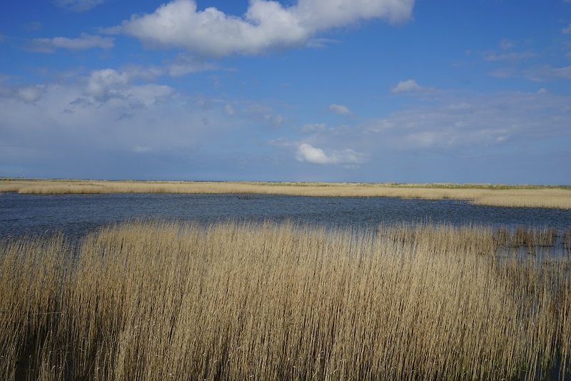 Schillig: Landscape at the Wattenmeer