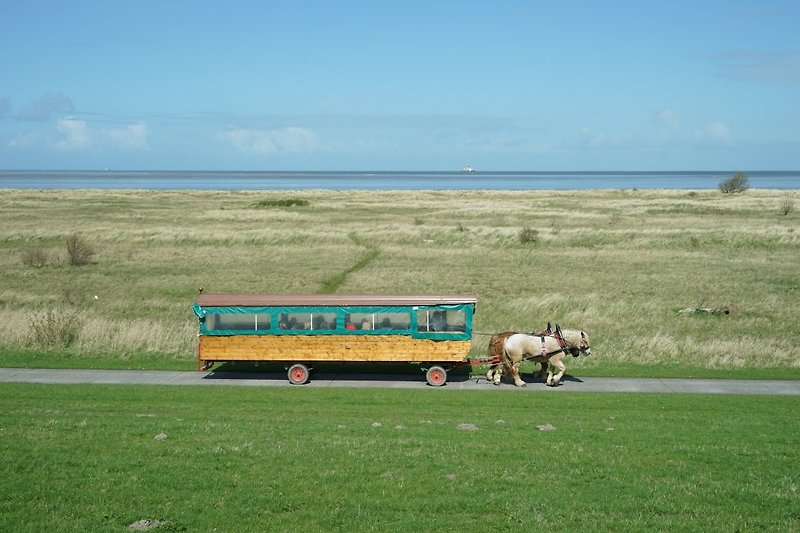 Horse-drawn carriage ride through World Natural Heritage Wattenmeer