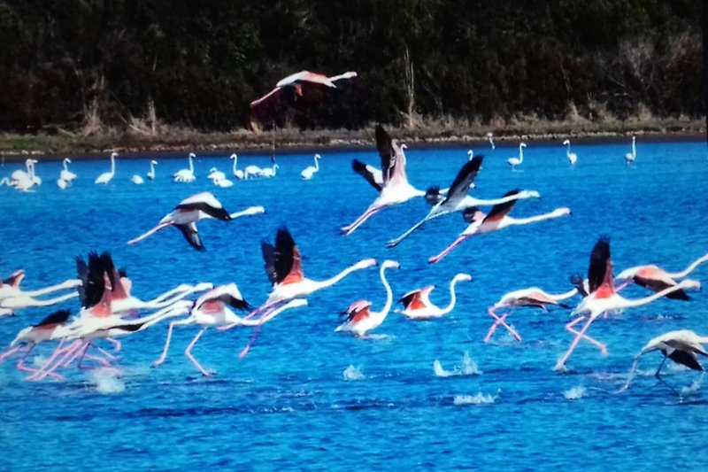 Mit etwas Glück kann man im Frühling die Rosa Flamingos in unserer Lagune sehen
