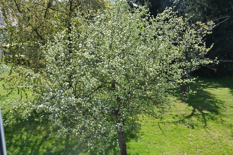 Apfelbaum im Frühjahr