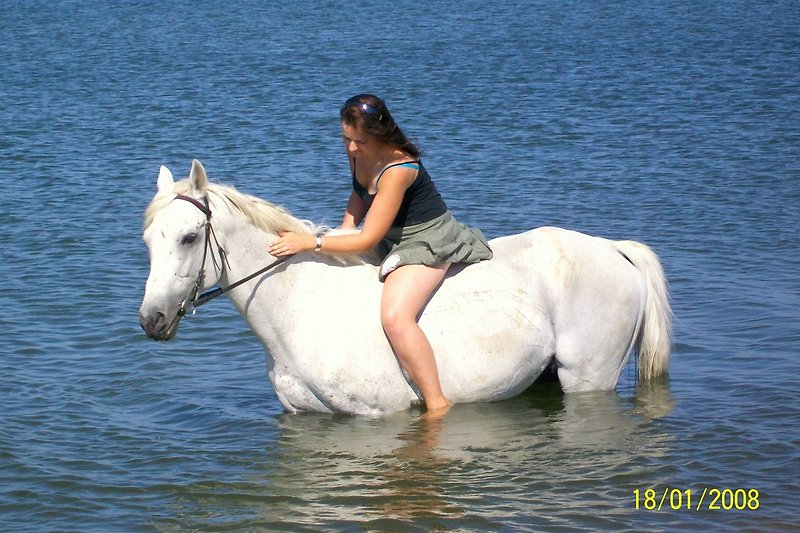 Schönes Ferienhaus mit glücklichem Pferd am See. Genießen Sie die Freizeit und die Natur!