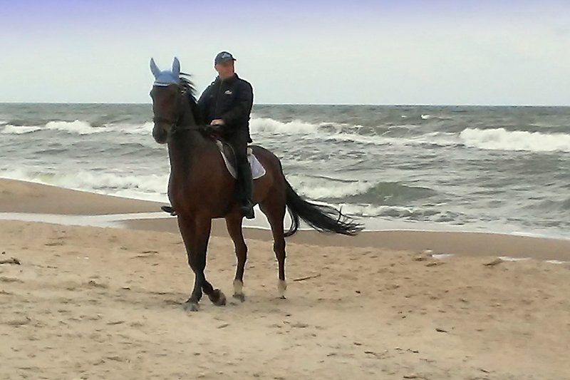 Schönes Bild mit Pferden am Strand - perfekt für Reiter und Naturfreunde!