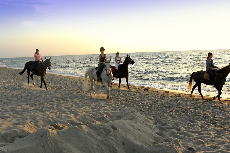 Schönes Bild am Strand mit Pferden und Menschen - perfekt für einen entspannten Urlaub!