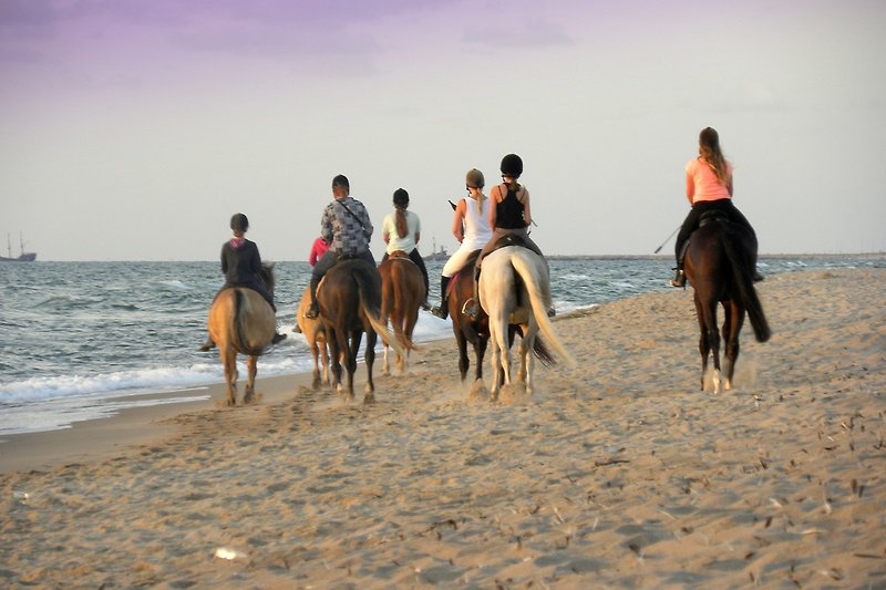 Schönes Bild mit Pferden am Strand - perfekt für Reiter und Naturfreunde!