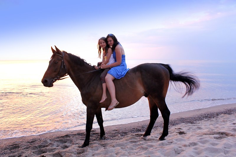 Schönes Ferienhaus mit Pferden, Strand und blauem Himmel. Genießen Sie die Natur!