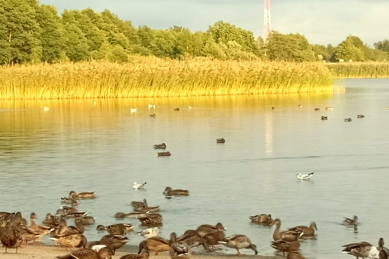 Malerischer See mit Vögeln und Pflanzen. Naturlandschaft am Morgen.