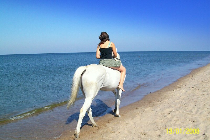 Schönes Bild am Strand mit glücklichen Menschen und einem Pferd. Perfekt für einen entspannten Urlaub!