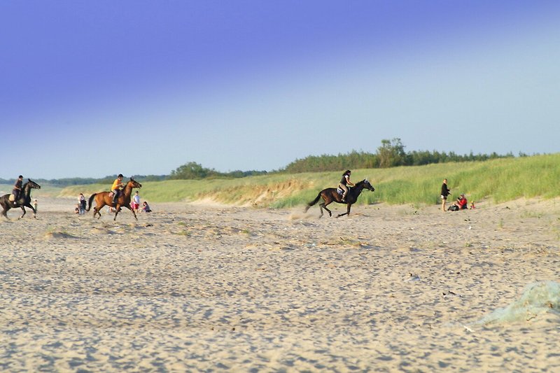 Schönes Bild mit Pferden und einer Landschaft - ideal für Natur- und Tierliebhaber!