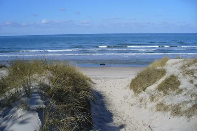 Stranddistel