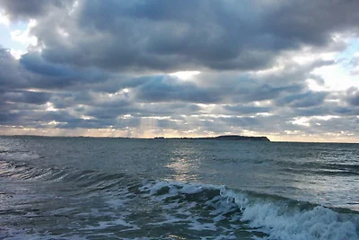 Stranddistel
