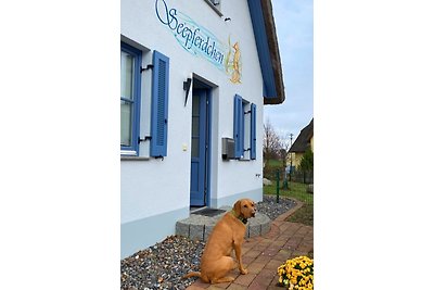 Seepferdchen