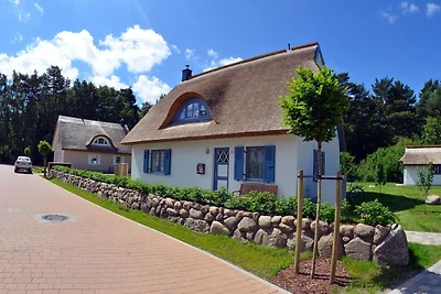 Dünenrose