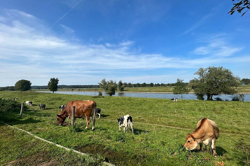 Eine idyllische Landschaft mit grasenden Kühen und einem See.