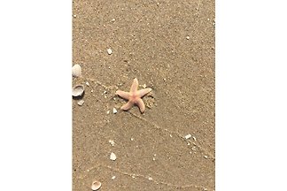 Seestern 252 Strandslag Toewe