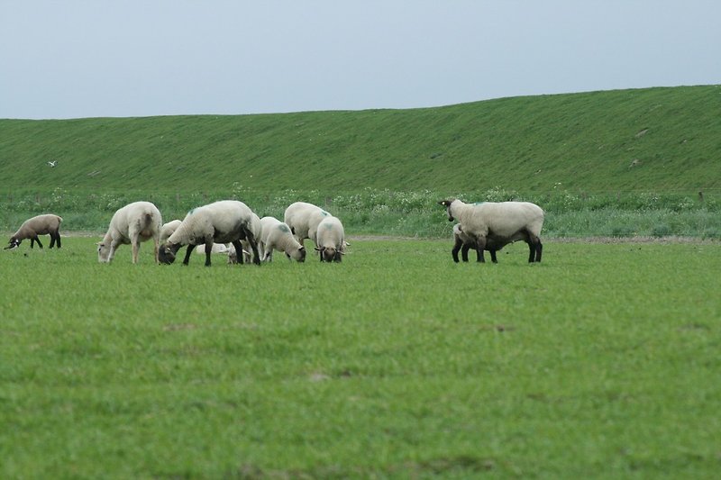 Sommerdeich Schafe