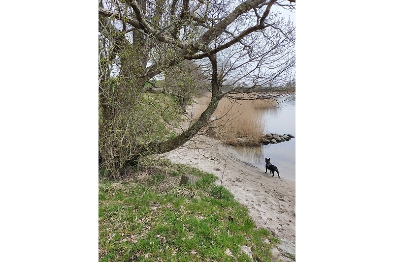 Badestelle am Noor in natürlicher Landschaft, perfekt für Naturliebhaber.