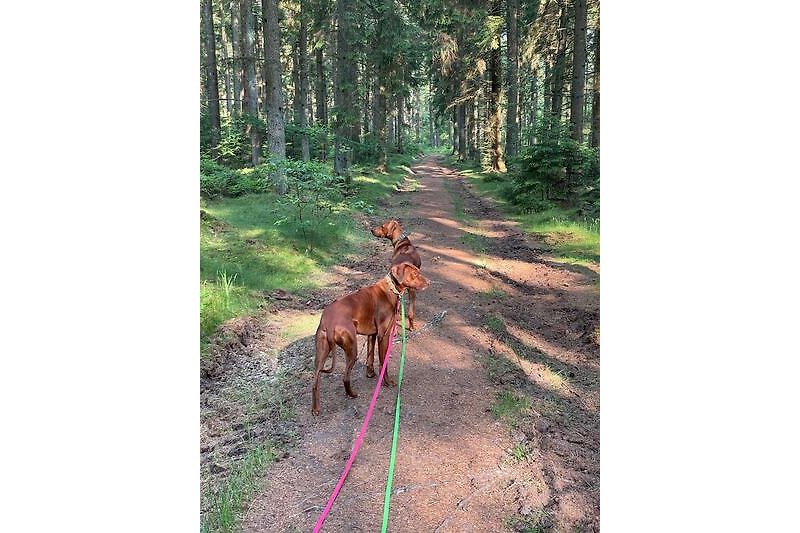 Hunde erkunden den umliegenden Wald