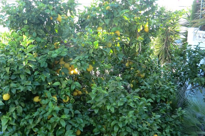 Zitronenbaum 